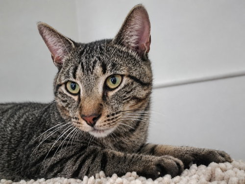 picture of the cat needing adoption