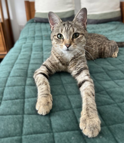 picture of the cat needing adoption