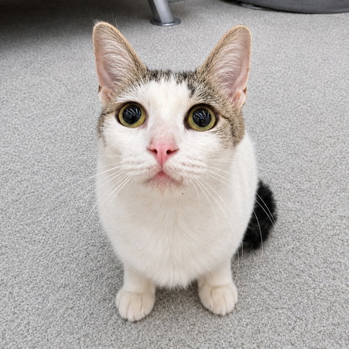 picture of the cat needing adoption