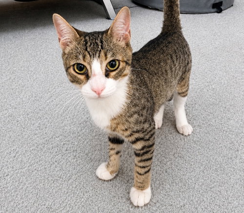 picture of the cat needing adoption