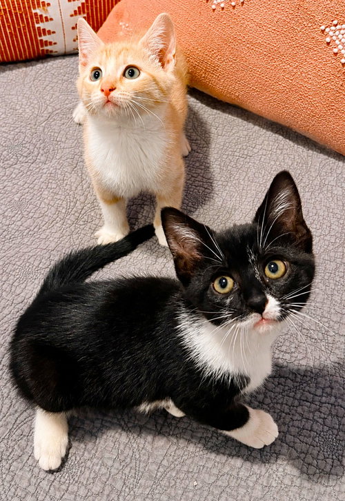 picture of the cat needing adoption