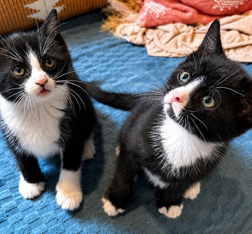 picture of the cat needing adoption