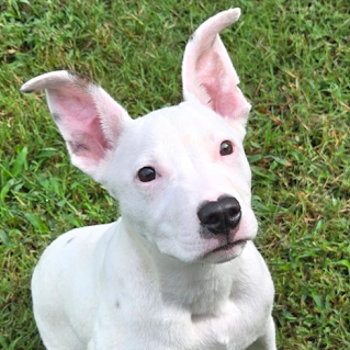 picture of the dog needing adoption