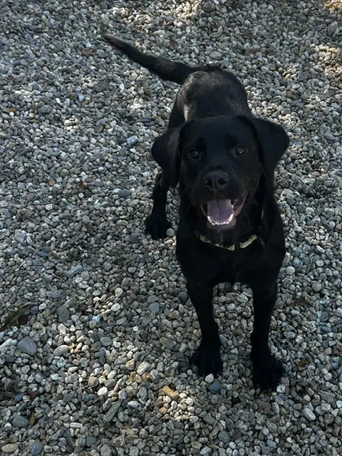 Ariel -  Months  Avail - Spaniel