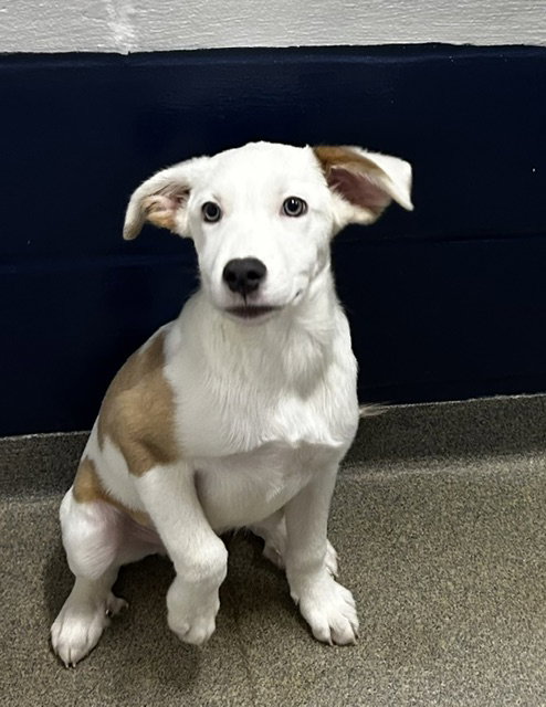 picture of the dog needing adoption