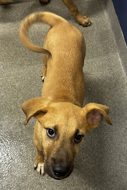 picture of the dog needing adoption