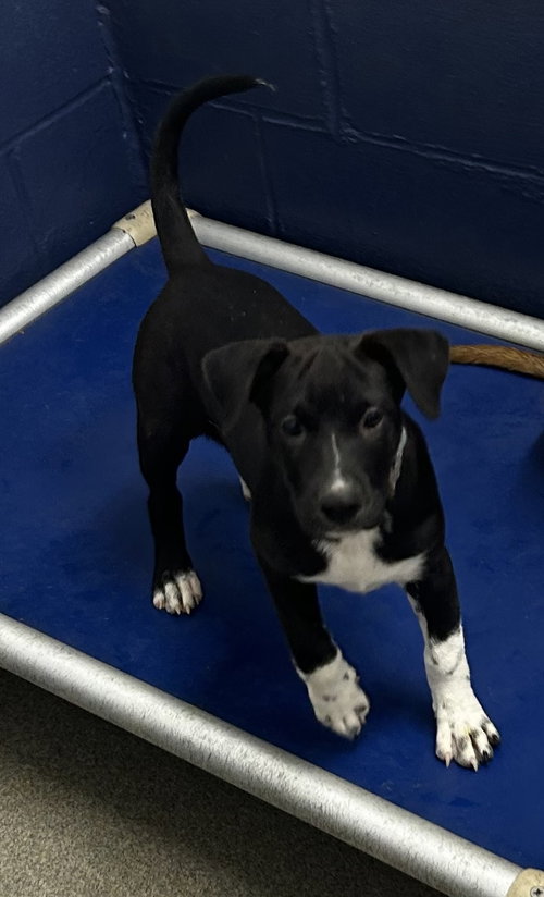 picture of the dog needing adoption