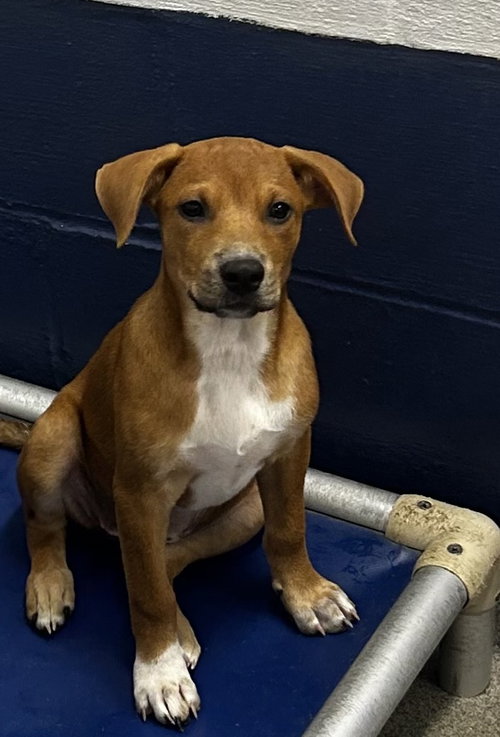picture of the dog needing adoption