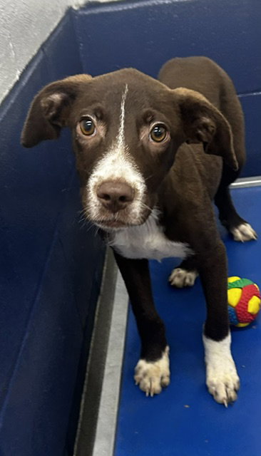 picture of the dog needing adoption