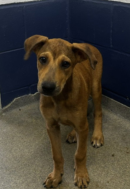 picture of the dog needing adoption