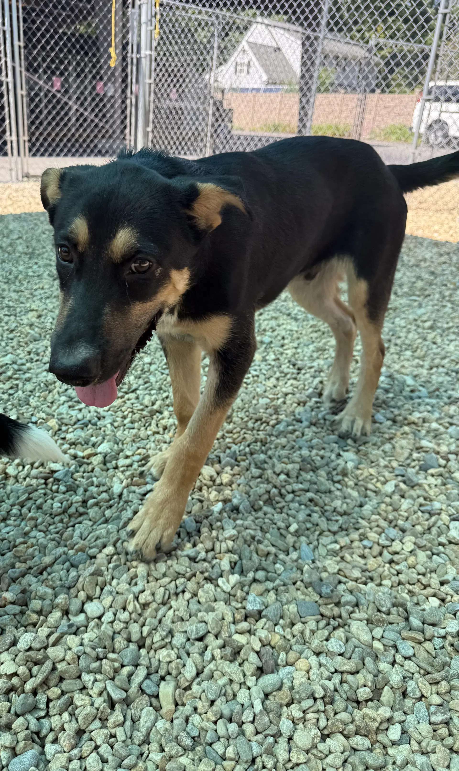 Bark Twain -  Months  Avail - Labrador Retriever