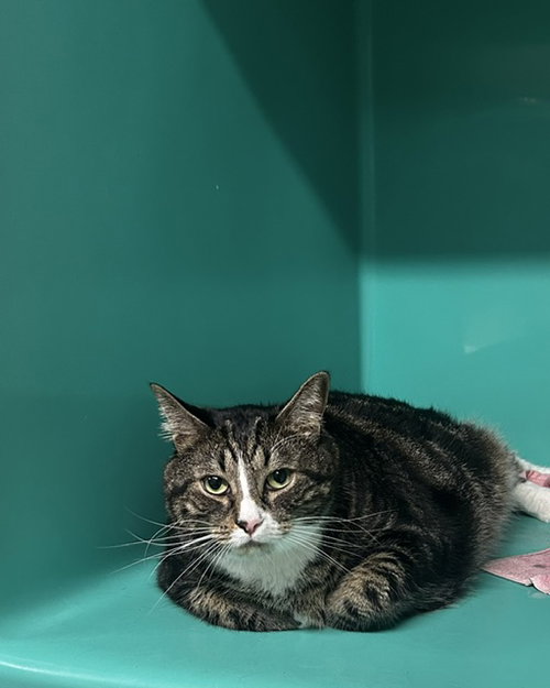 picture of the cat needing adoption