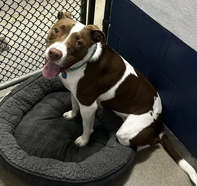 Travis Trapper   Yrs Old - Terrier