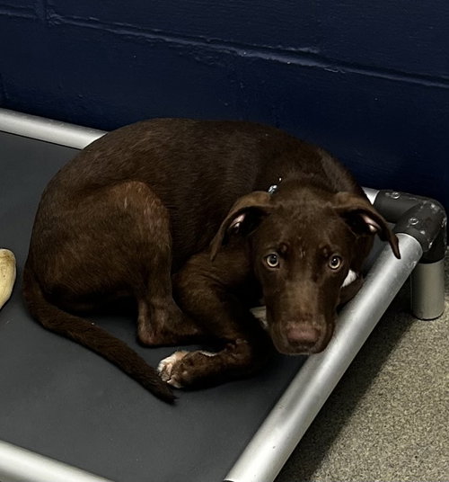 picture of the dog needing adoption