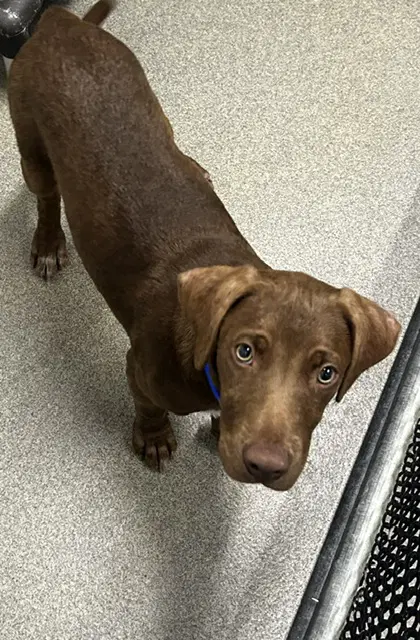 Summit  M Ava - Labrador Retriever