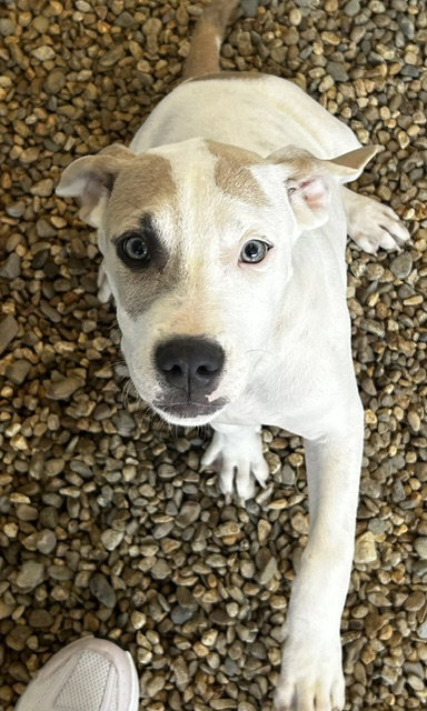 picture of the dog needing adoption
