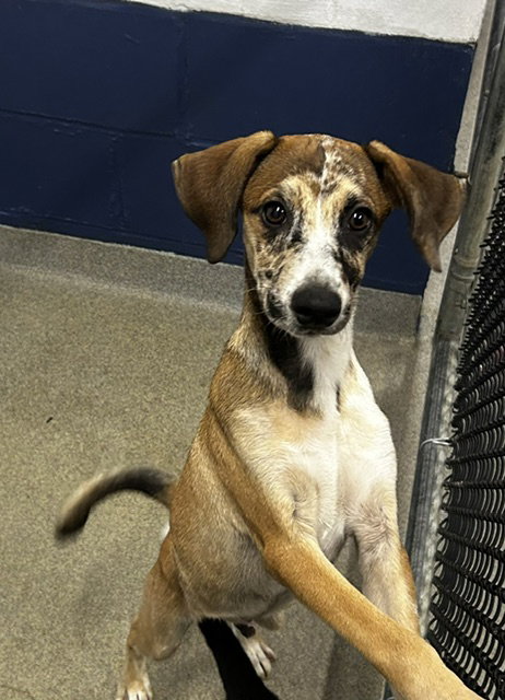picture of the dog needing adoption