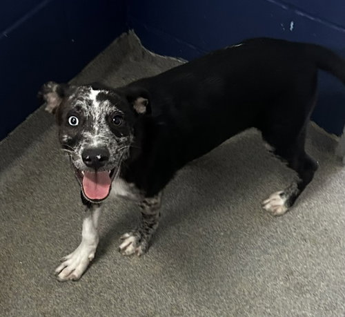 picture of the dog needing adoption