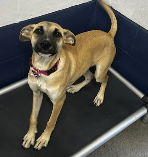 picture of the dog needing adoption
