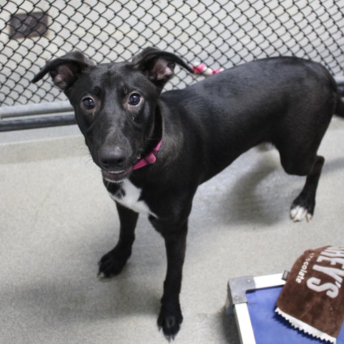 Bubbles 5mo - older kids, a dog for adoption from Animal Shelter Inc. of Sterling MA