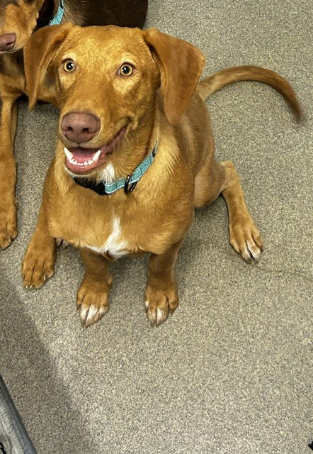 picture of the dog needing adoption