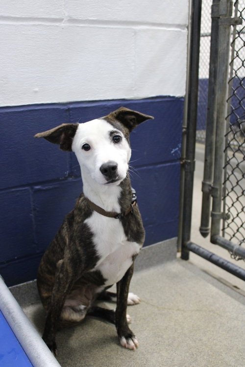Oreo 7mo - older kids pls, a dog for adoption from Animal Shelter Inc. of Sterling MA