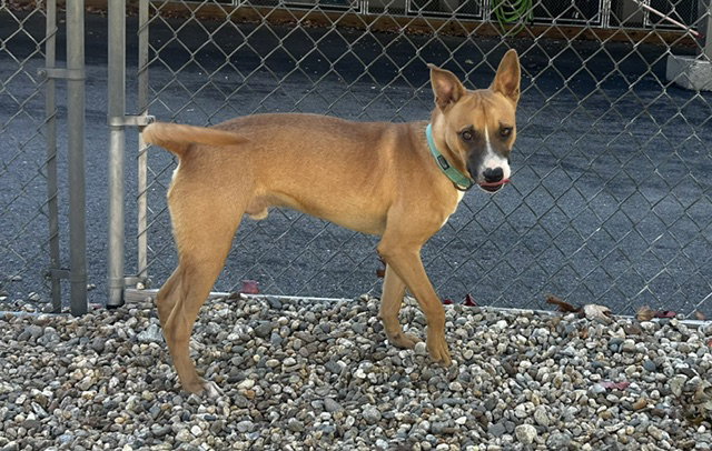Carmelo 7mo