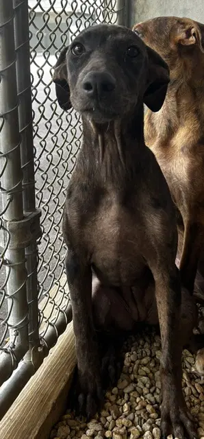 Sushi  Months - Catahoula Leopard Dog