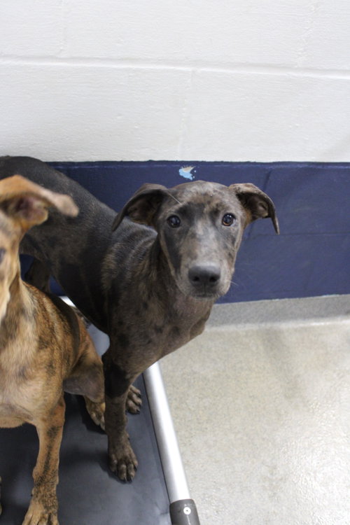 Sushi 3 months, a dog for adoption from Animal Shelter Inc. of Sterling MA