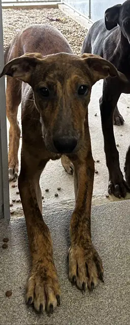 Suki  Month Ava - Catahoula Leopard Dog