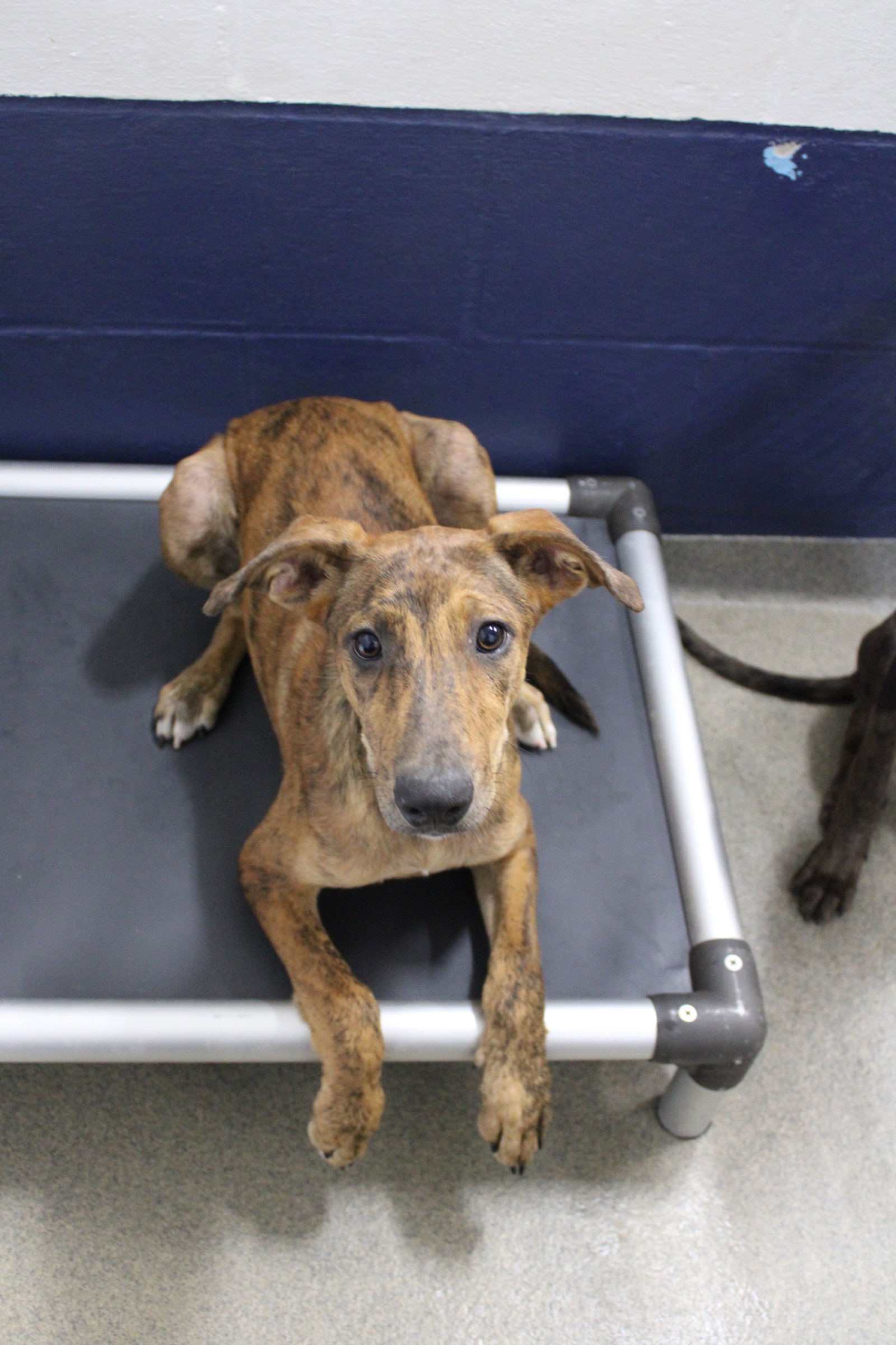 Suki 3 month, Catahoula Leopard Dog