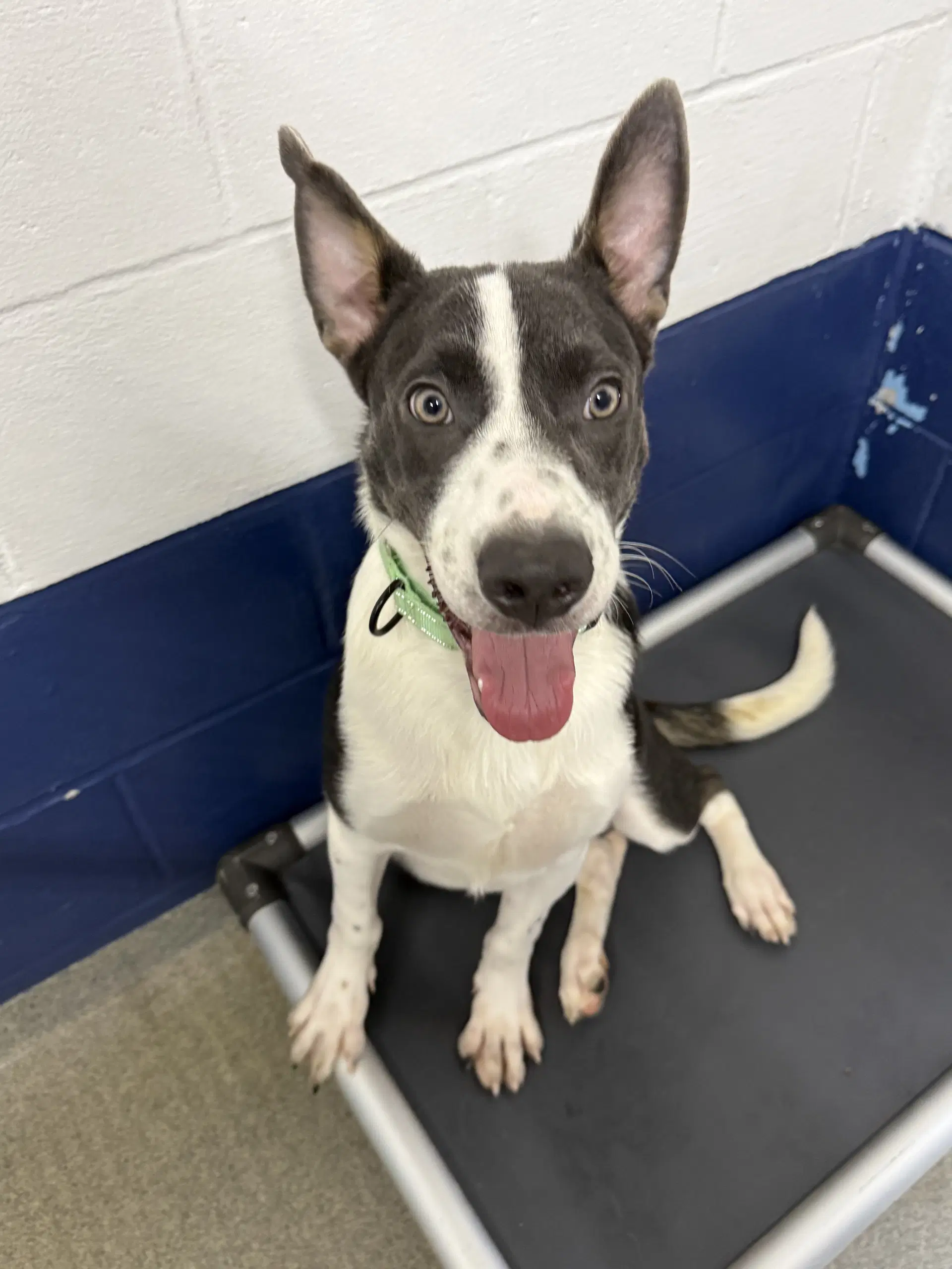 Benson  Month Ava - Border Collie