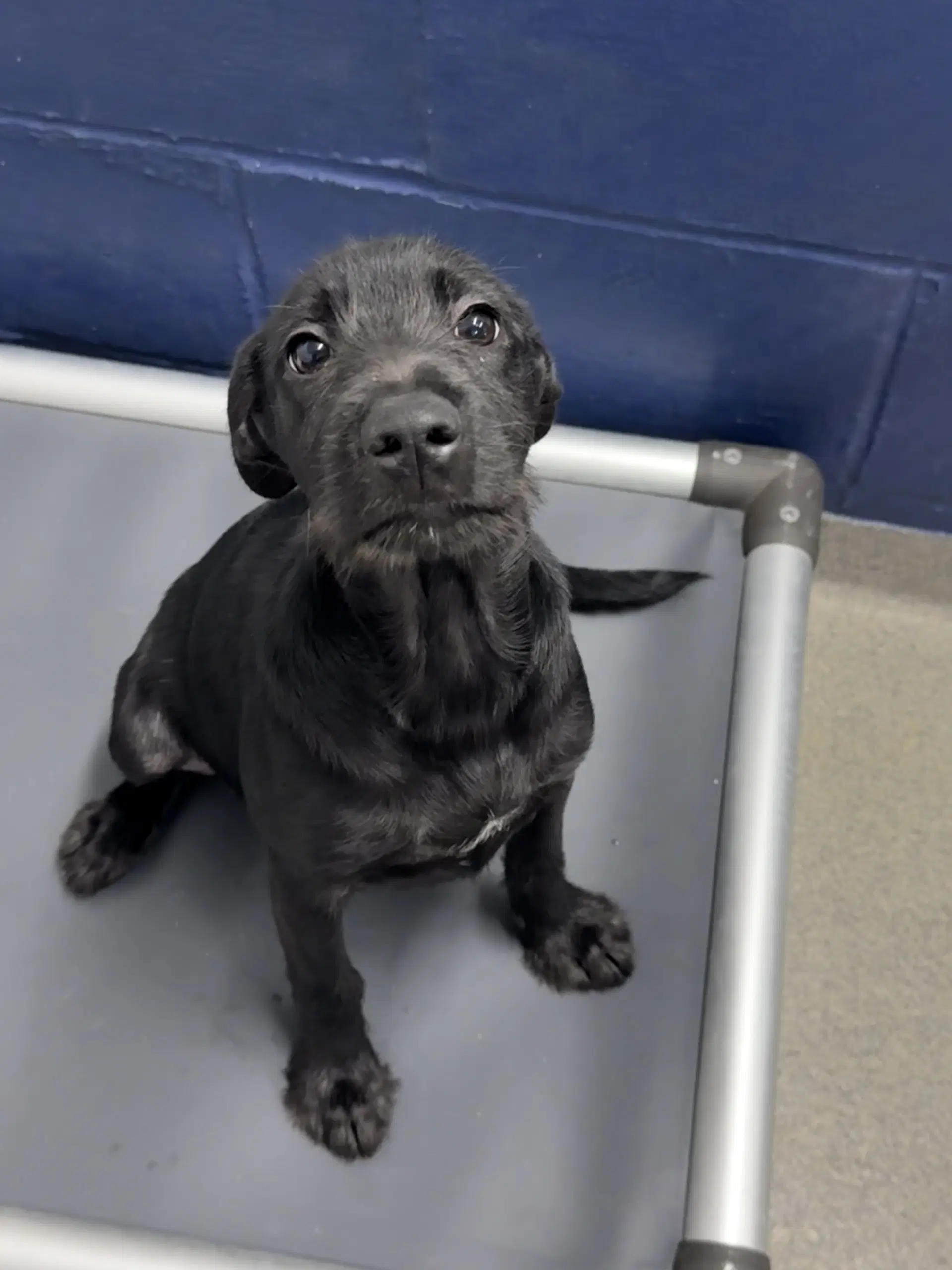 Midnight  Month Ava - Labrador Retriever