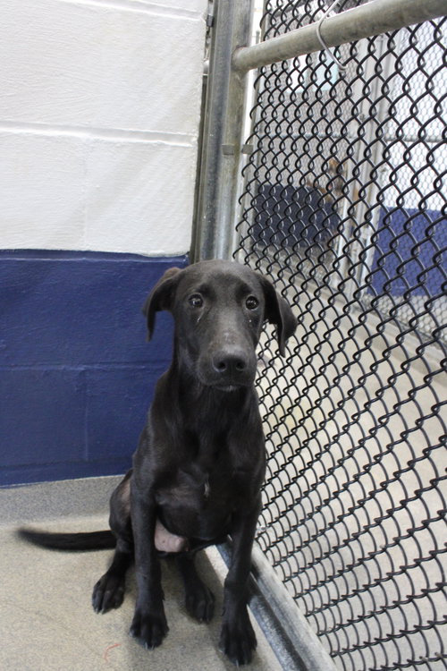 Sully 3m, a dog for adoption from Animal Shelter Inc. of Sterling MA