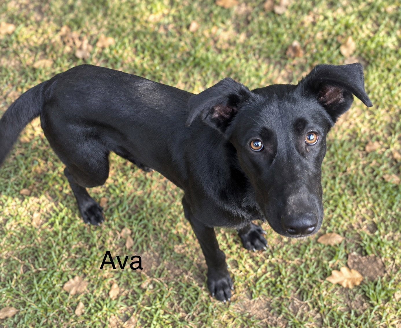 Ava 9mo, Labrador Retriever