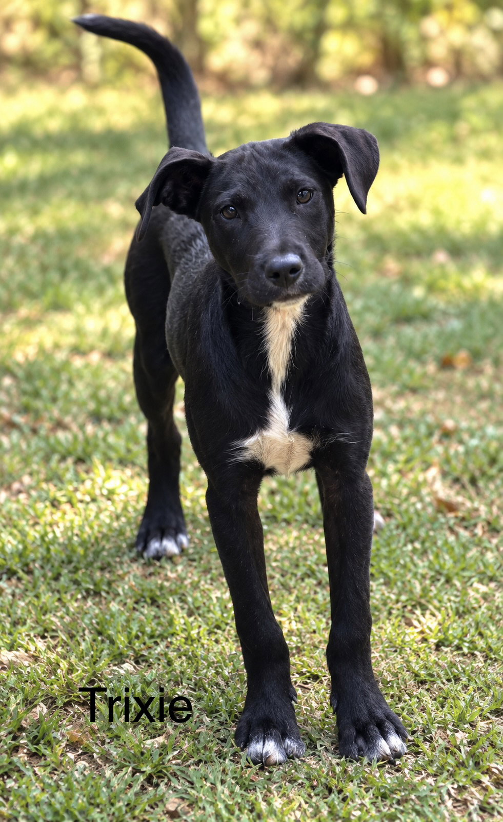 Trixie 7 months, Labrador Retriever