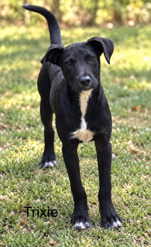 Trixie 7 months, a dog for adoption from Animal Shelter Inc. of Sterling MA