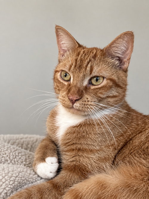 Chewy 2yrs AVA 10/8, a cat for adoption from Animal Shelter Inc. of Sterling MA