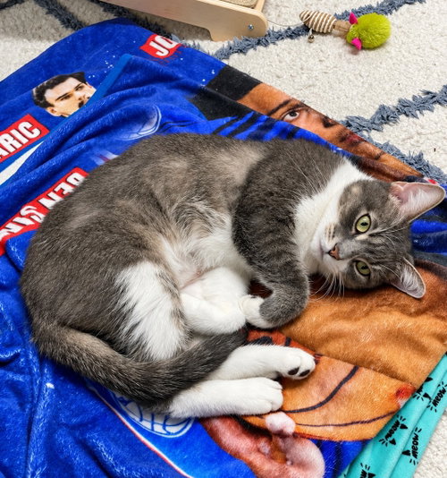 Donut 1yr AVA 10/8, a cat for adoption from Animal Shelter Inc. of Sterling MA