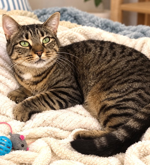Jesse 1yr AVA 10/8, a cat for adoption from Animal Shelter Inc. of Sterling MA