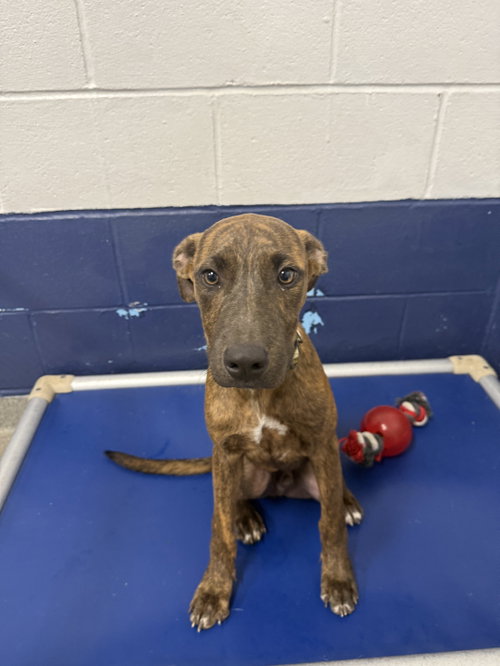 Tyson 4 mo AVA 10/7, a dog for adoption from Animal Shelter Inc. of Sterling MA