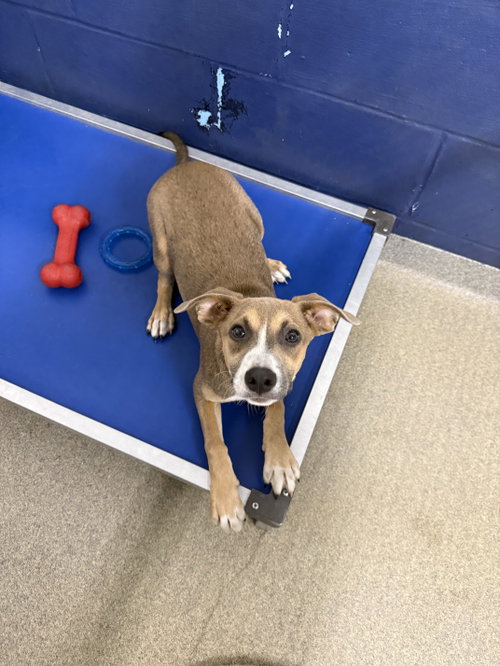 Greywind 4mo AVA 10/7, a dog for adoption from Animal Shelter Inc. of Sterling MA