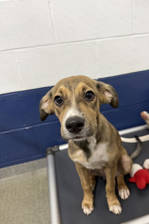 Summers 4mo AVA 10/7, a dog for adoption from Animal Shelter Inc. of Sterling MA