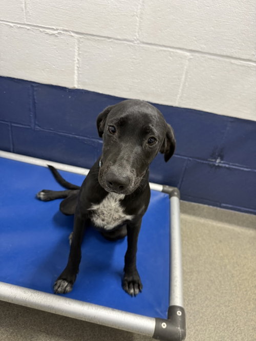 Sora 5mo AVA 10/7, a dog for adoption from Animal Shelter Inc. of Sterling MA