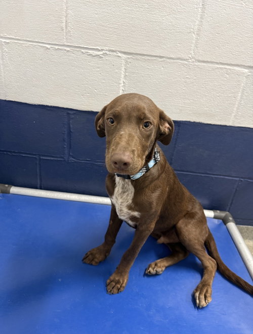 Slate 5mo AVA 10/7, a dog for adoption from Animal Shelter Inc. of Sterling MA