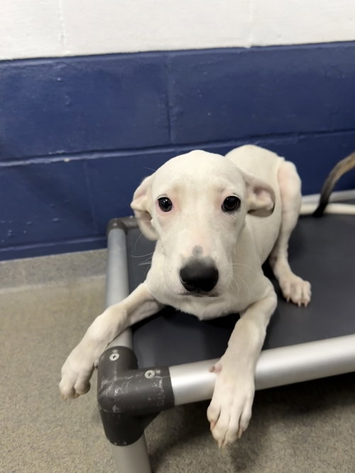 Ghost 4mo AVA 10/7, a dog for adoption from Animal Shelter Inc. of Sterling MA