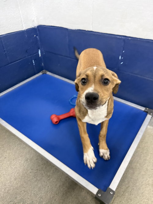 Cooper 4mo AVA 10/7, a dog for adoption from Animal Shelter Inc. of Sterling MA