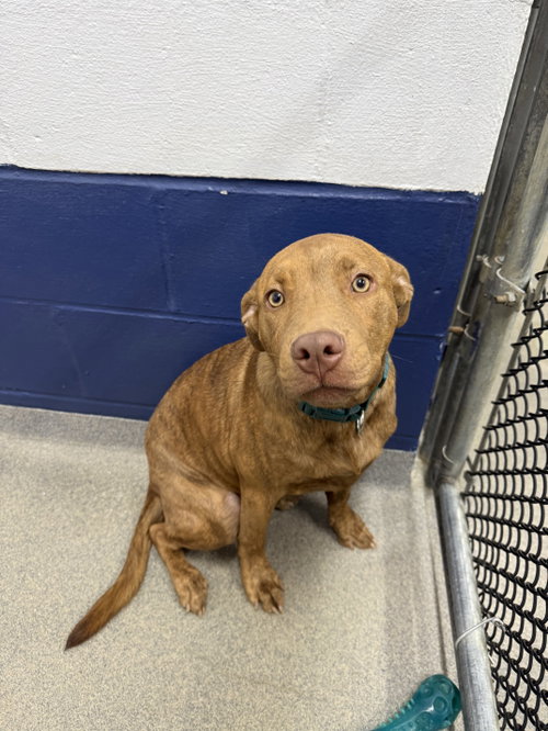 Pudge 5mo AVA 10/7, a dog for adoption from Animal Shelter Inc. of Sterling MA