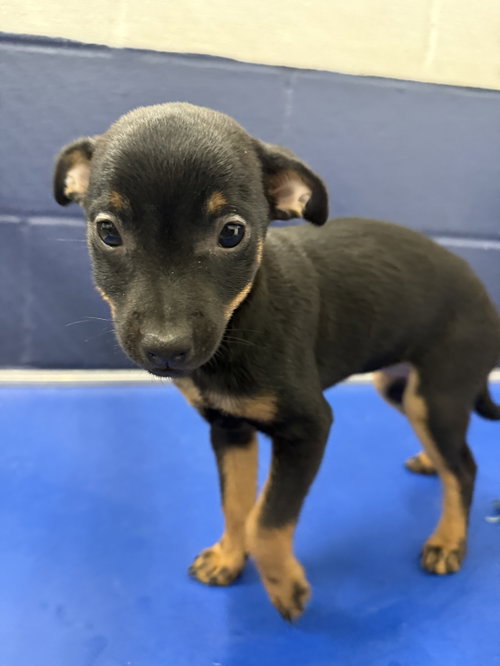 Bubbles 2mo AVA 10/7 Kids 10 + Only, a dog for adoption from Animal Shelter Inc. of Sterling MA