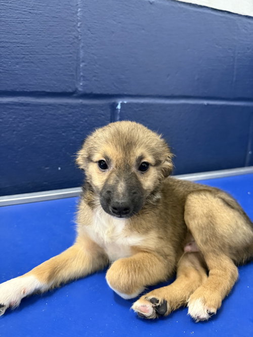 Beep 2mo AVA 10/7 Kids 10 + Only, a dog for adoption from Animal Shelter Inc. of Sterling MA